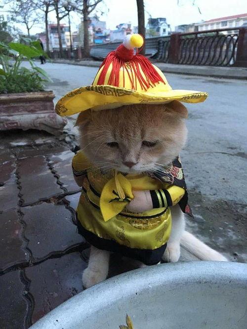 小鱼吃瓜娱乐圈微博